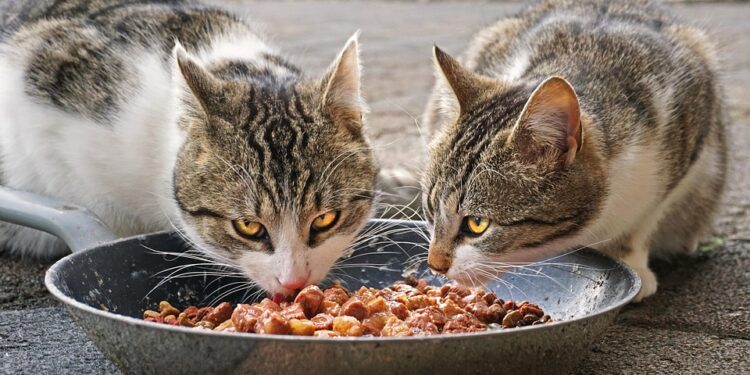 Mind Your Meow: A Comprehensive Guide to What Cats Can and Can’t Eat
