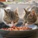 Mind Your Meow: A Comprehensive Guide to What Cats Can and Can’t Eat