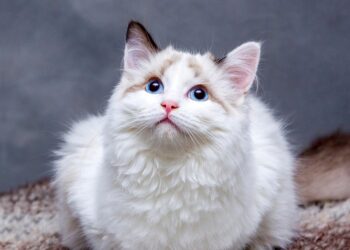 Independent Purr-sonalities: The Best Apartment Cats for Busy Owners