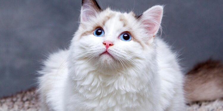 Independent Purr-sonalities: The Best Apartment Cats for Busy Owners