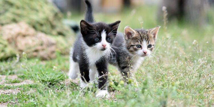 The Purr-fect Companions: Top Medium-Sized Cats for Apartment Living