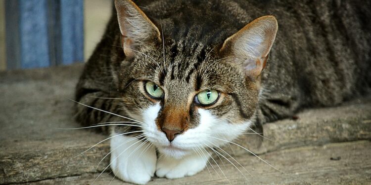 Cat Ears Bleeding: What You Need to Know and How to Help