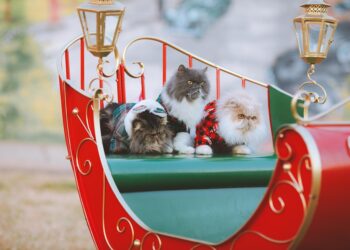 Feline Fashion: The Ultimate Guide to Designer Cat Clothes