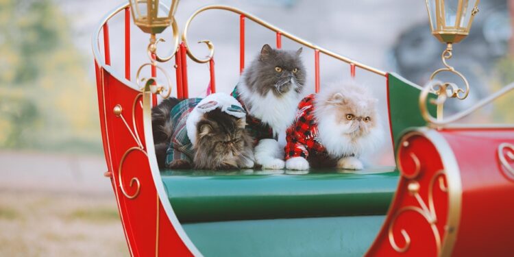 Feline Fashion: The Ultimate Guide to Designer Cat Clothes