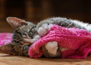 Low-Maintenance Companions: The Top Apartment Cats for Solo Living