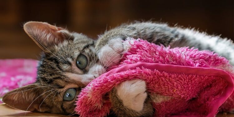 Low-Maintenance Companions: The Top Apartment Cats for Solo Living