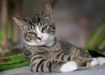 Feline Fashionistas: The Ultimate Guide to Styling Your Cat’s Wardrobe