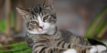 Feline Fashionistas: The Ultimate Guide to Styling Your Cat’s Wardrobe