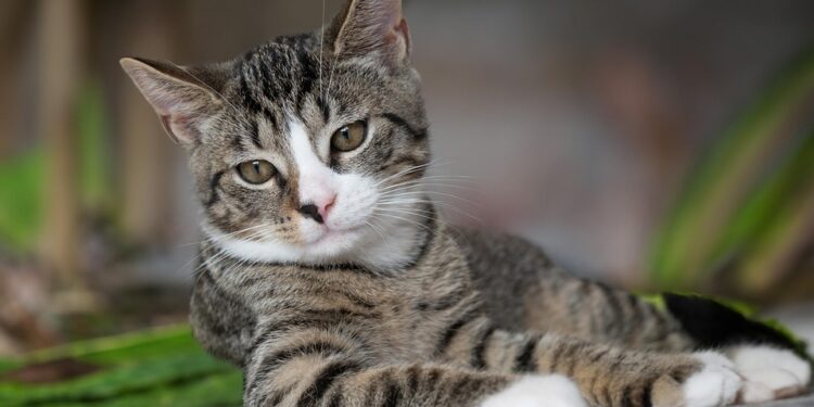 Feline Fashionistas: The Ultimate Guide to Styling Your Cat’s Wardrobe