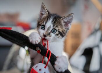 Purr-fect Companions: The Best Apartment Cats for a Cozy Home