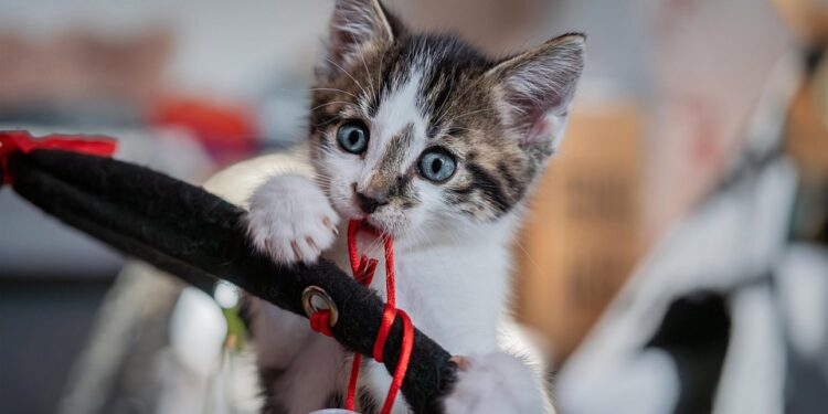 Purr-fect Companions: The Best Apartment Cats for a Cozy Home