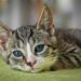 Purr-fectly Healthy: The Ultimate Guide to Cat Health Food