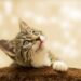 Feline Fitness: A Guide to Optimal Cat Wellness