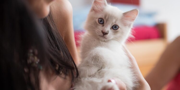 Purr-fect Picks: Exploring the Diverse World of Cat Breeds