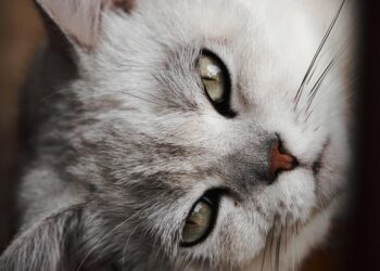 Unleash the Adventure: The Quest for the Longest Cat Leash