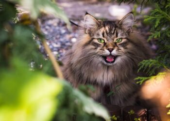 Feline Fashion: The Ultimate Guide to Designer Accessories for Stylish Cats