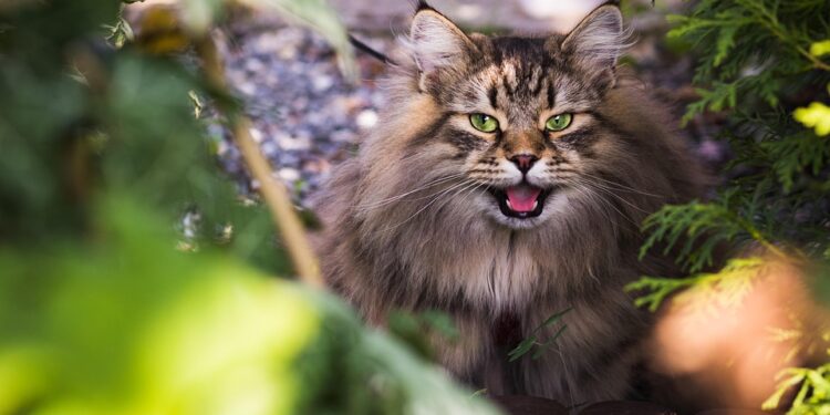 Feline Fashion: The Ultimate Guide to Designer Accessories for Stylish Cats