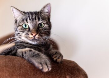 The Art of Cat Coats: Unveiling the Beauty of Feline Fur