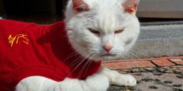 Purr-fectly Stylish: The Ultimate Guide to Small Cat Fashion