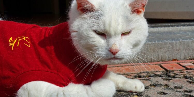 Purr-fectly Stylish: The Ultimate Guide to Small Cat Fashion