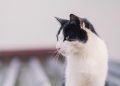 Mastering the Art of Cat Care: Essential Tips for Happy and Healthy Felines
