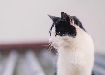 Mastering the Art of Cat Care: Essential Tips for Happy and Healthy Felines