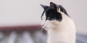 Mastering the Art of Cat Care: Essential Tips for Happy and Healthy Felines