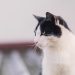 Mastering the Art of Cat Care: Essential Tips for Happy and Healthy Felines